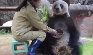 最长寿大熊猫去世